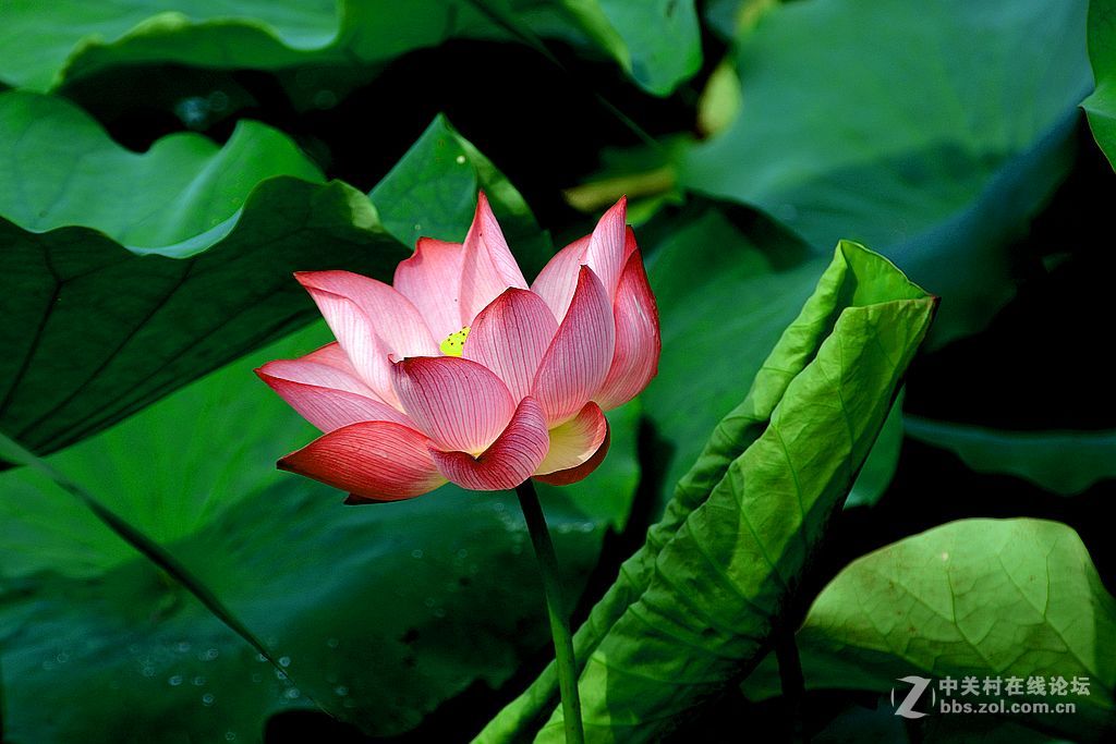 仲夏荷花也鲜艳-6