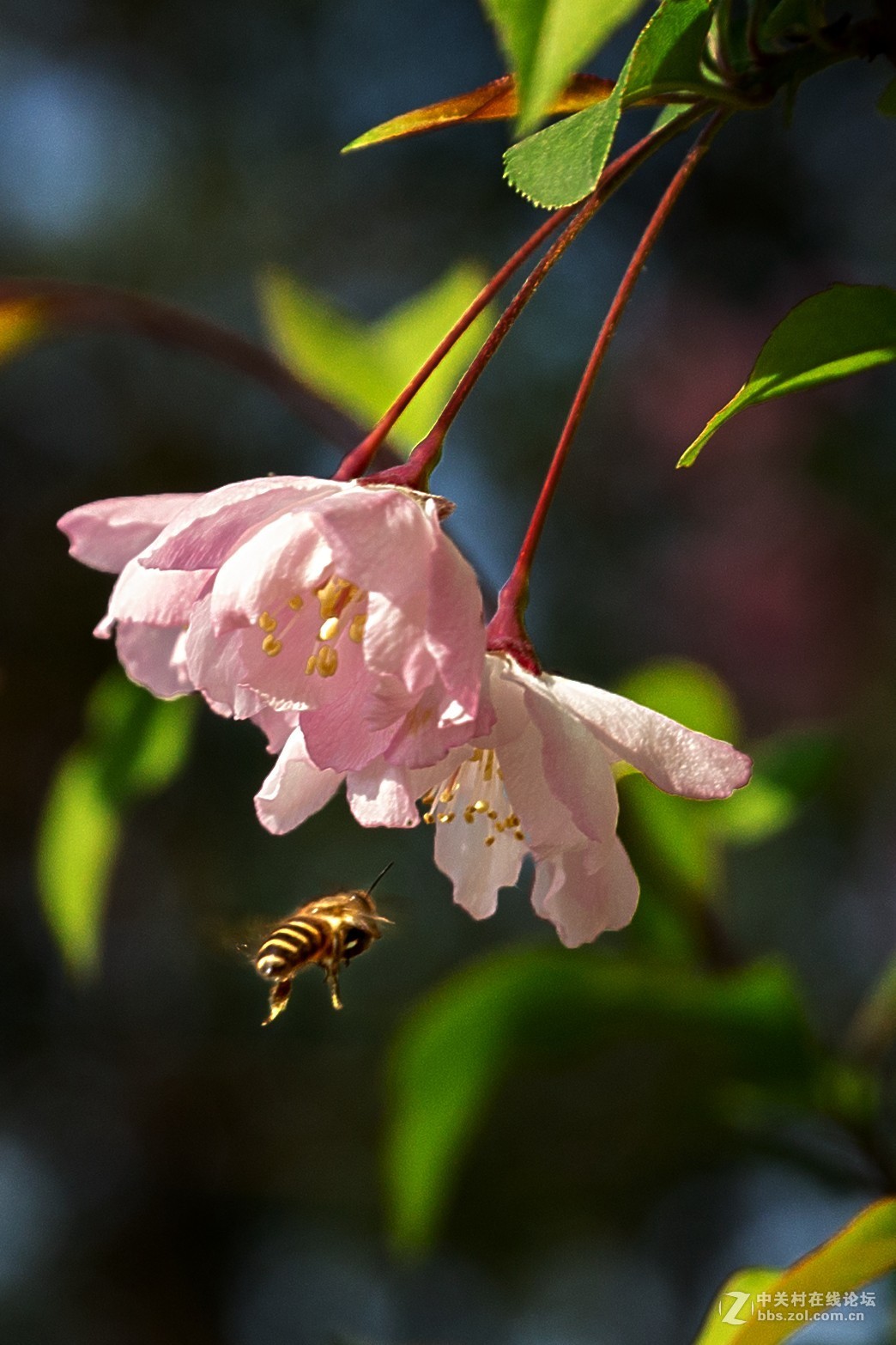 春暖花开，蜂飞蝶舞
