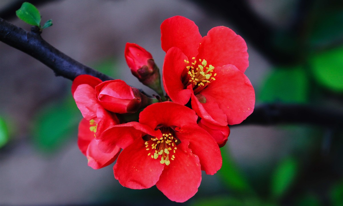 淡淡微红色不深依依偏得似春心娇艳的海棠