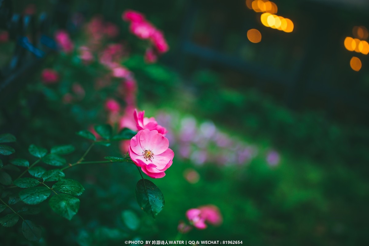 浙东小九寨 --- D750 +28 1.4E + AFP 70-300E