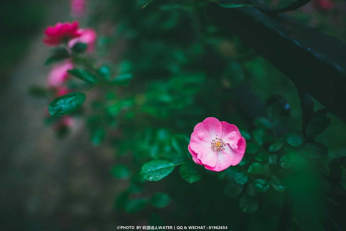 浙东小九寨 --- D750 +28 1.4E + AFP 70-300E