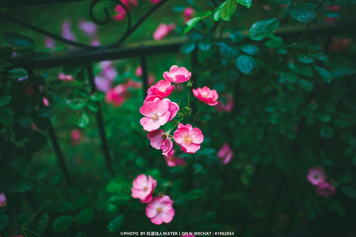 浙东小九寨 --- D750 +28 1.4E + AFP 70-300E