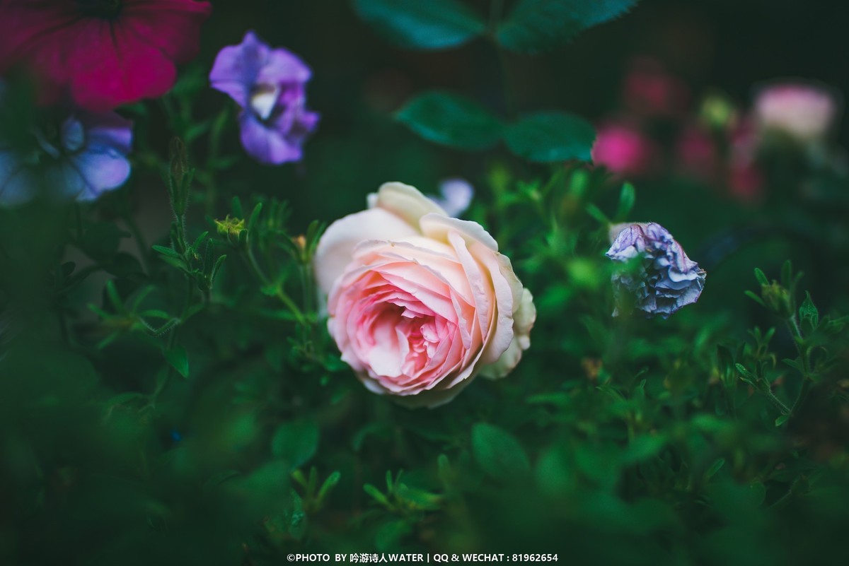 浙东小九寨 --- D750 +28 1.4E + AFP 70-300E