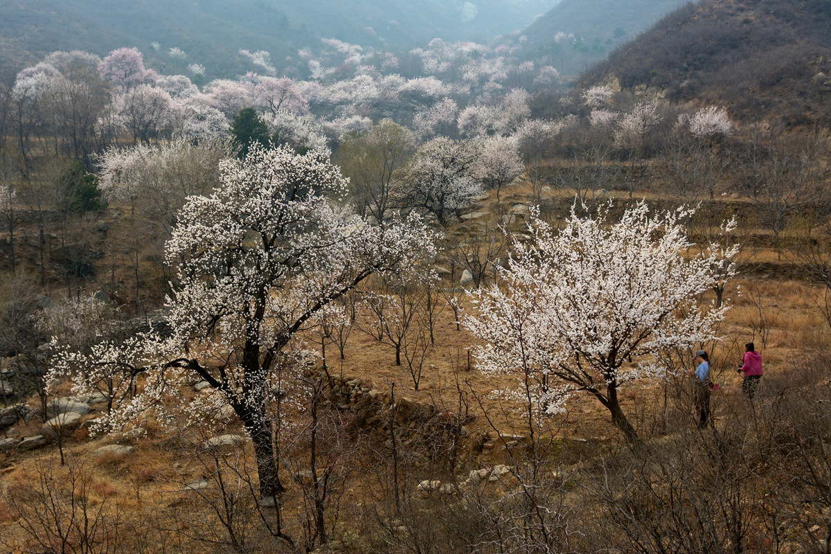 波浪坡杏花美