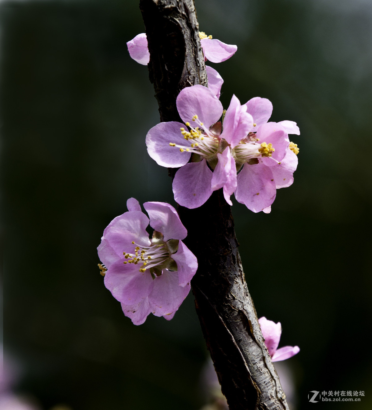 #春之使者---花卉摄影大赛#-----【春天的诱惑】