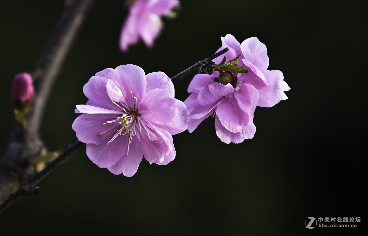 #春之使者---花卉摄影大赛#-----【春天的诱惑】