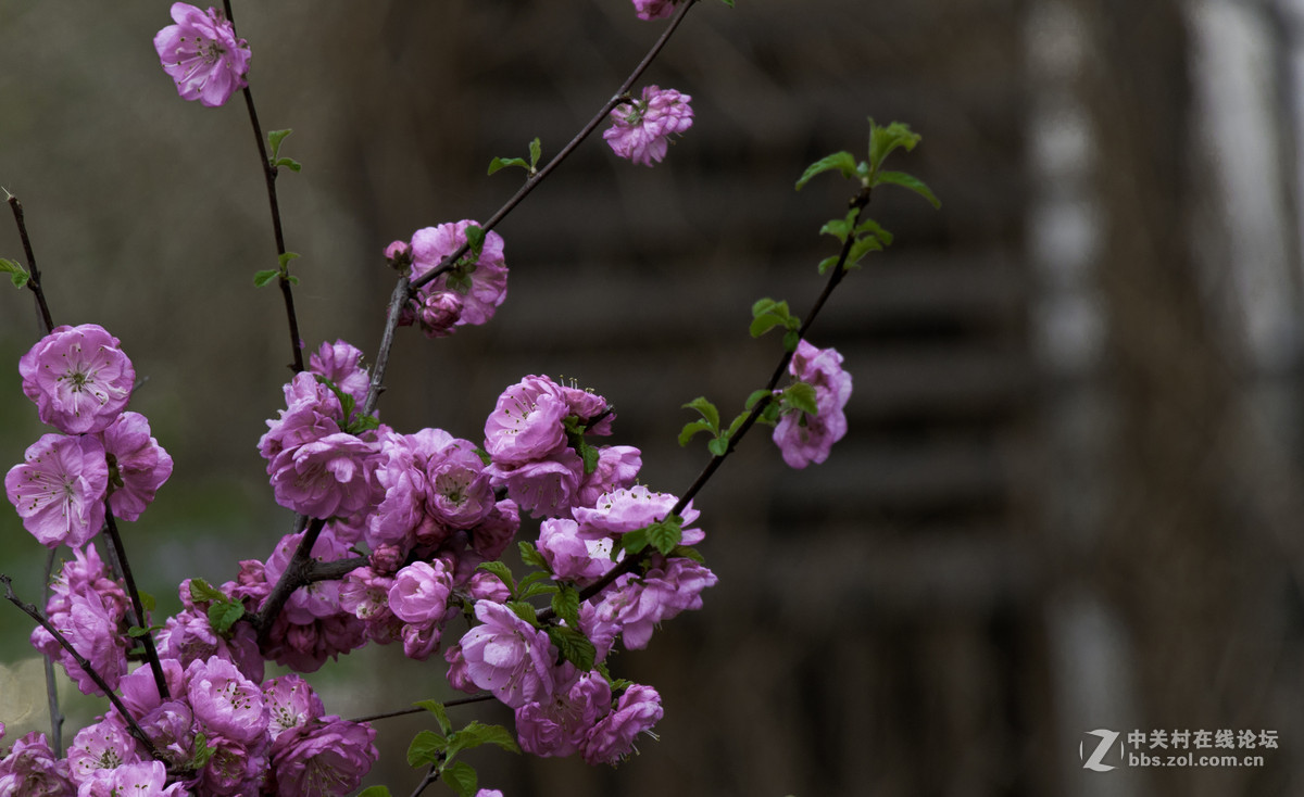 #春之使者---花卉摄影大赛#-----【春天的诱惑】