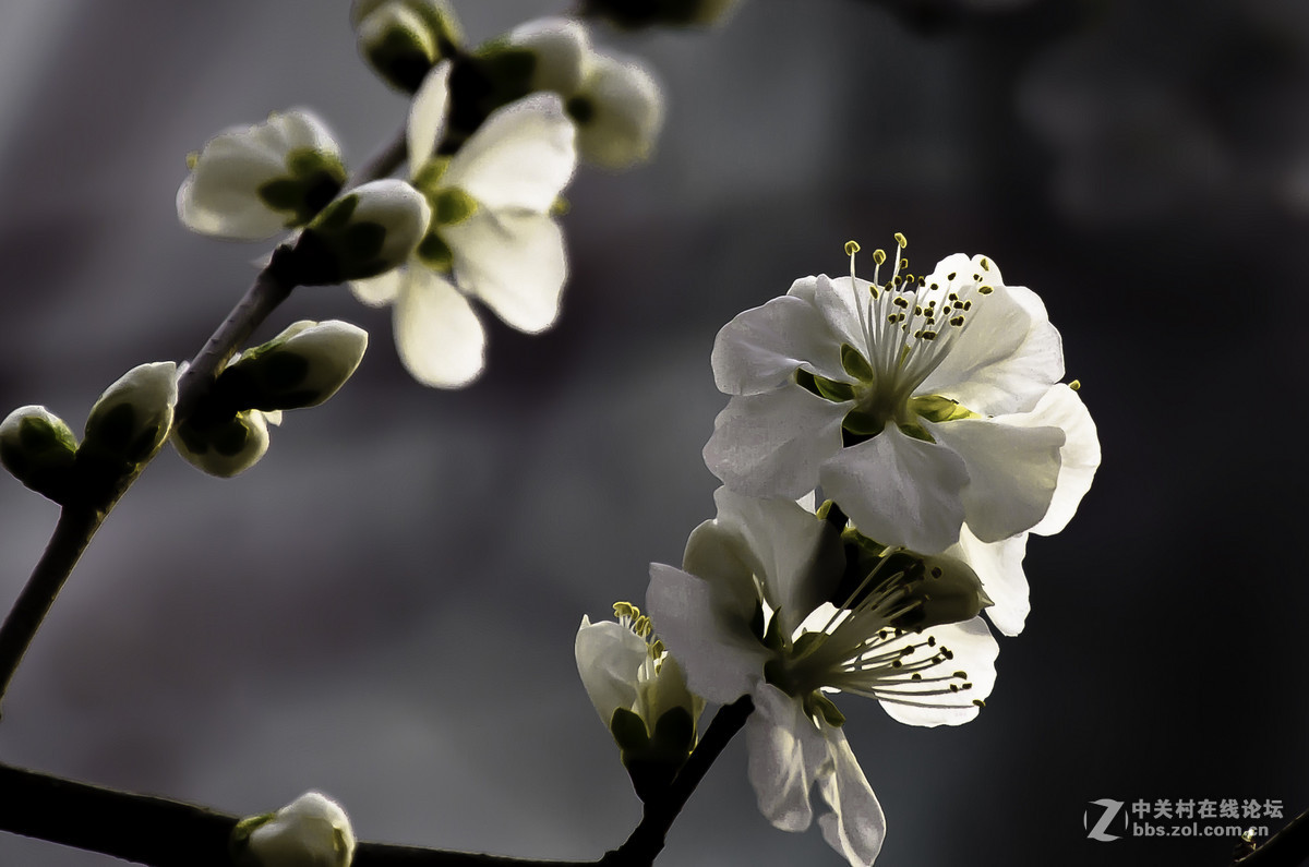 #春之使者---花卉摄影大赛#-----【春天的诱惑】