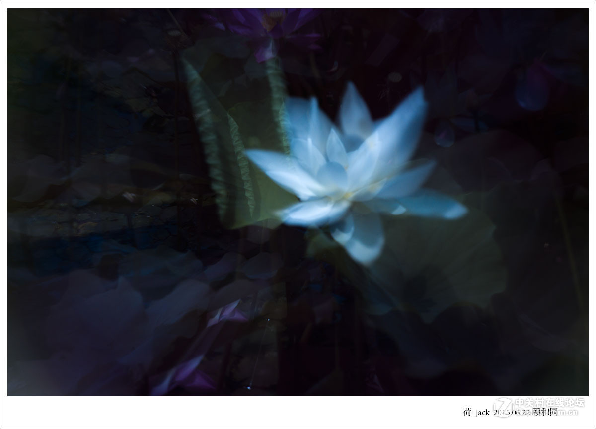 睡莲   荷   荷塘