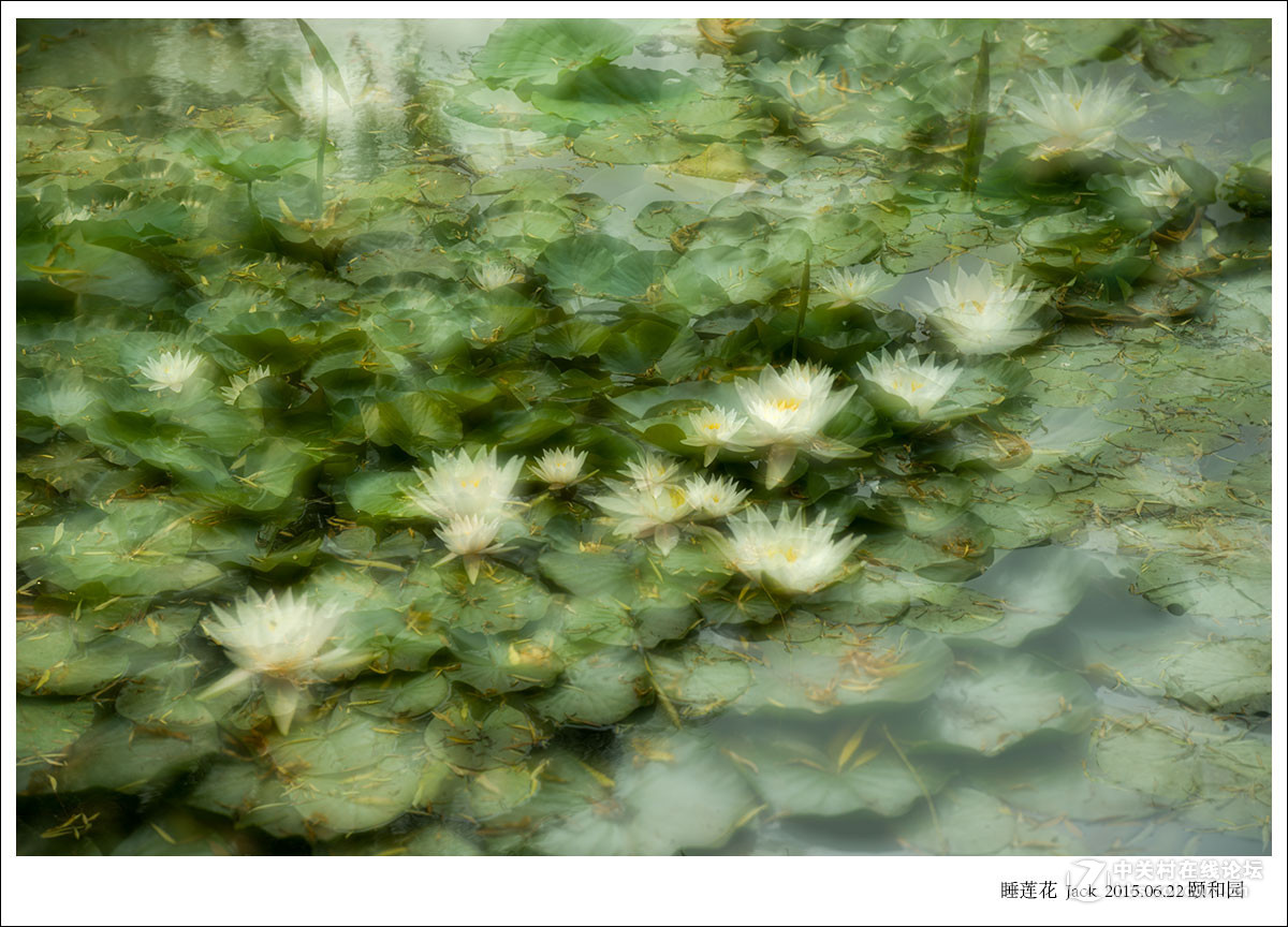 睡莲   荷   荷塘