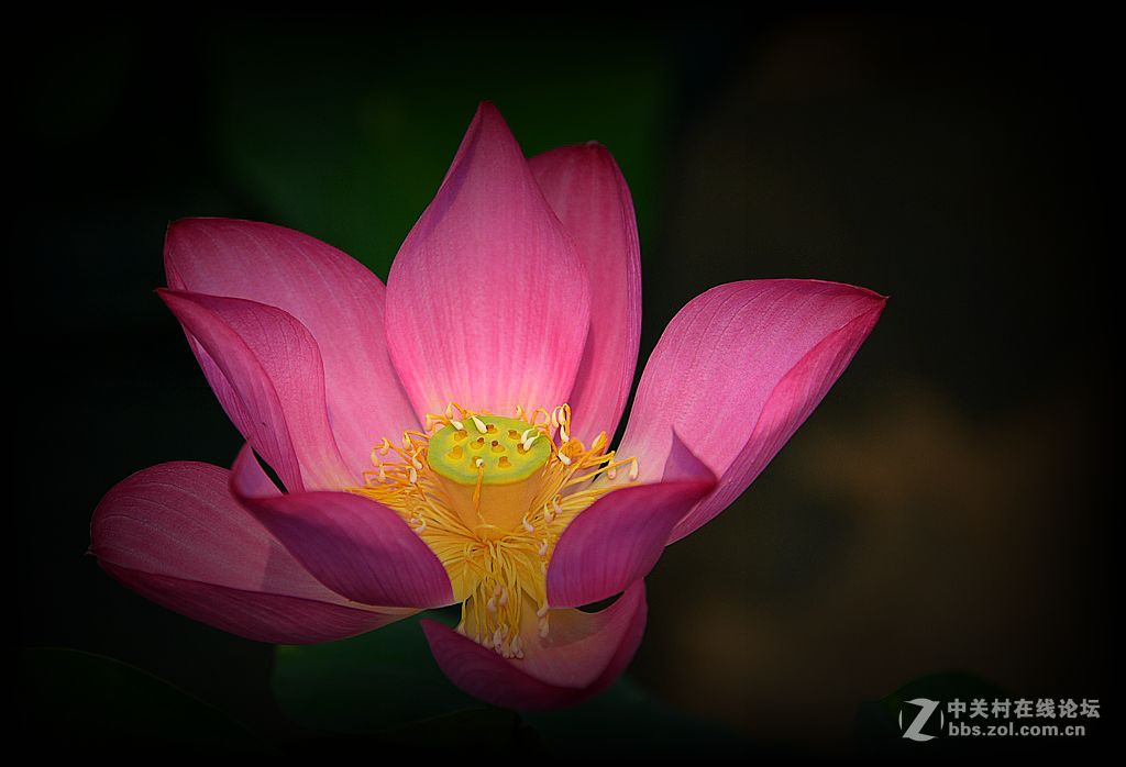 荷花特写《花与蕊》之二