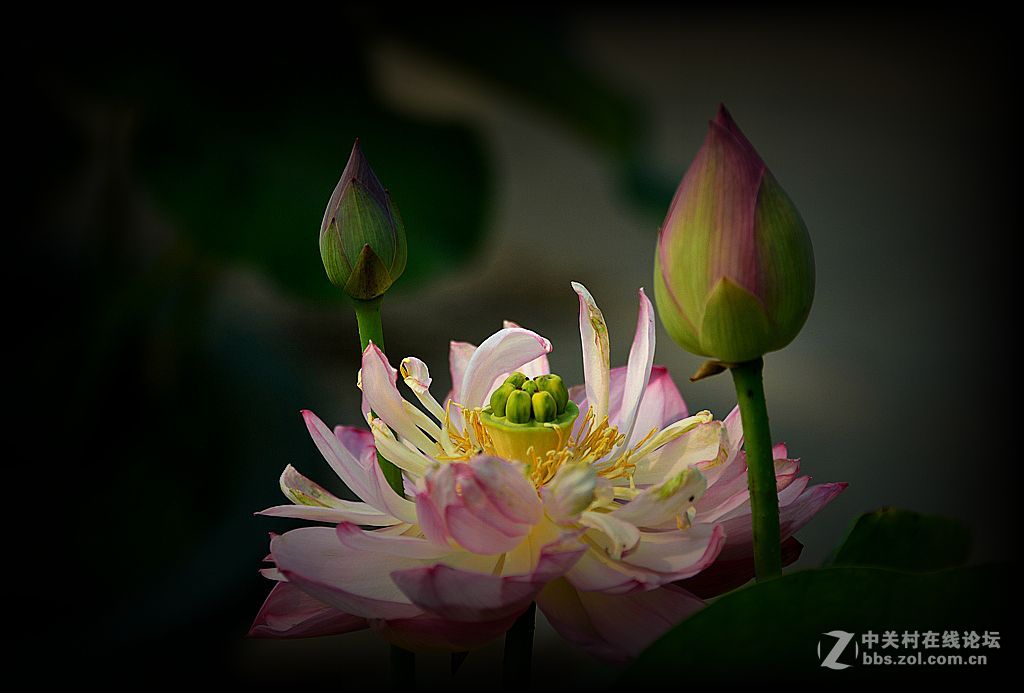 荷花特写《花与蕊》之二