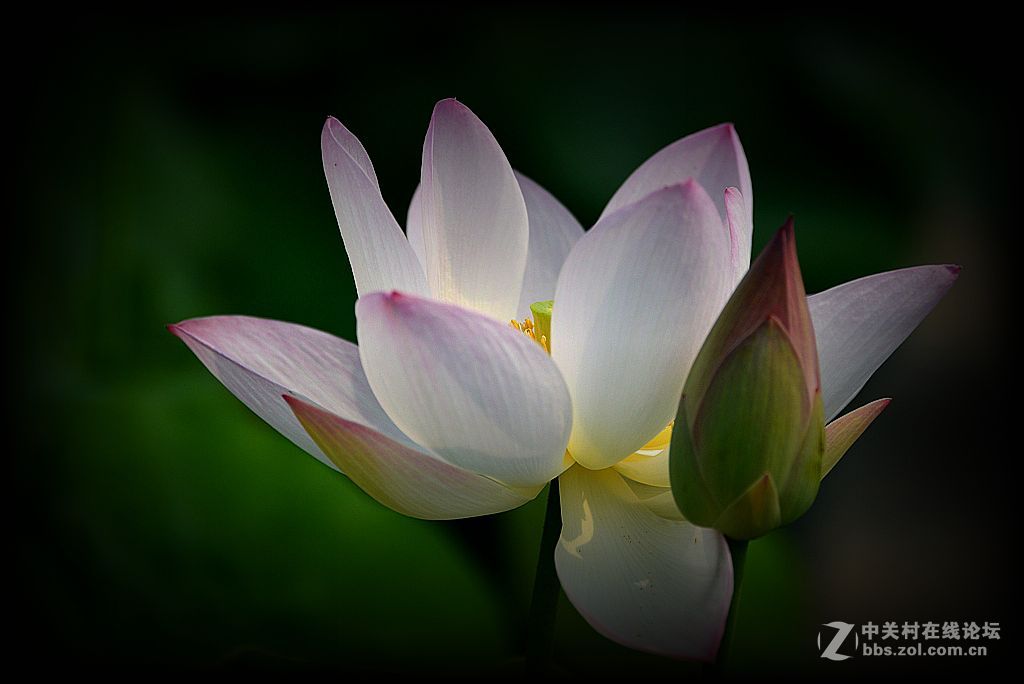 荷花特写《花与蕊》之二