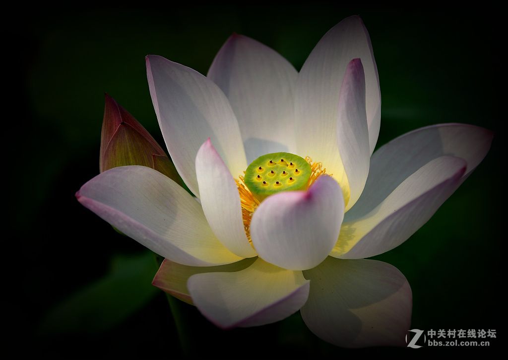 荷花特写《花与蕊》之二