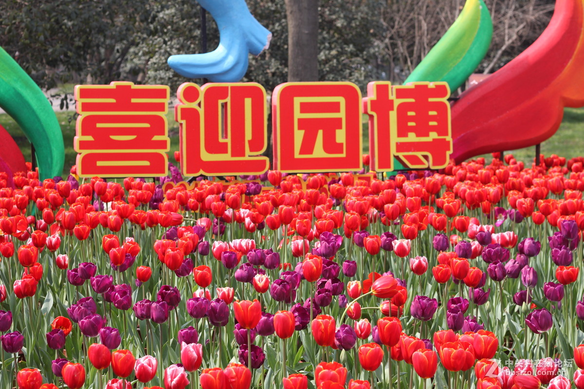 郁金香