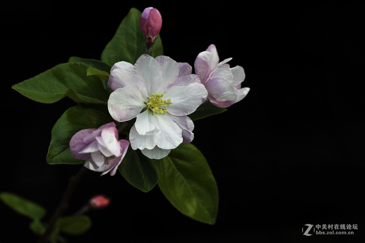 #春之使者---花卉摄影大赛#-----【春天的诱惑】