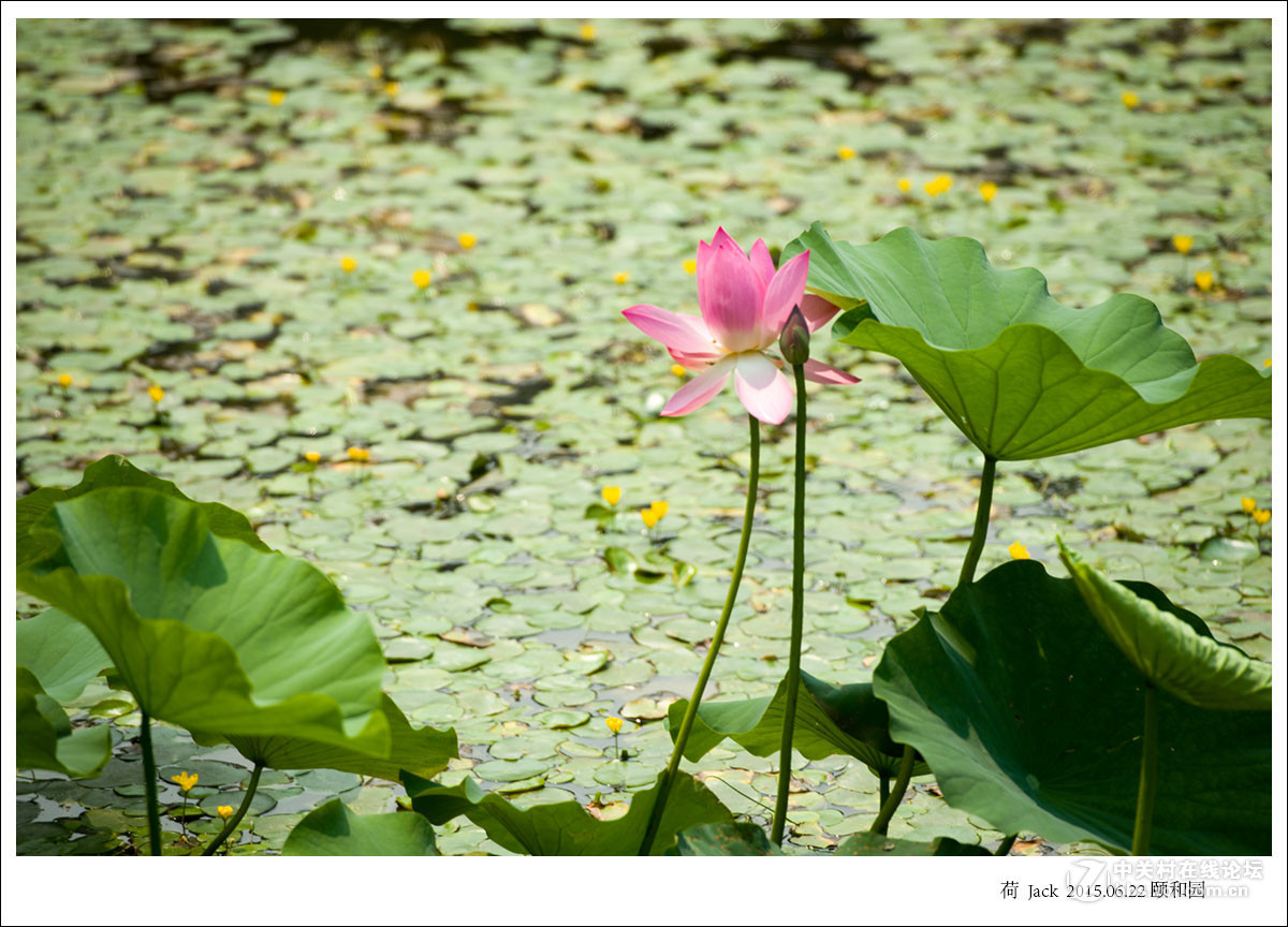 睡莲   荷   荷塘