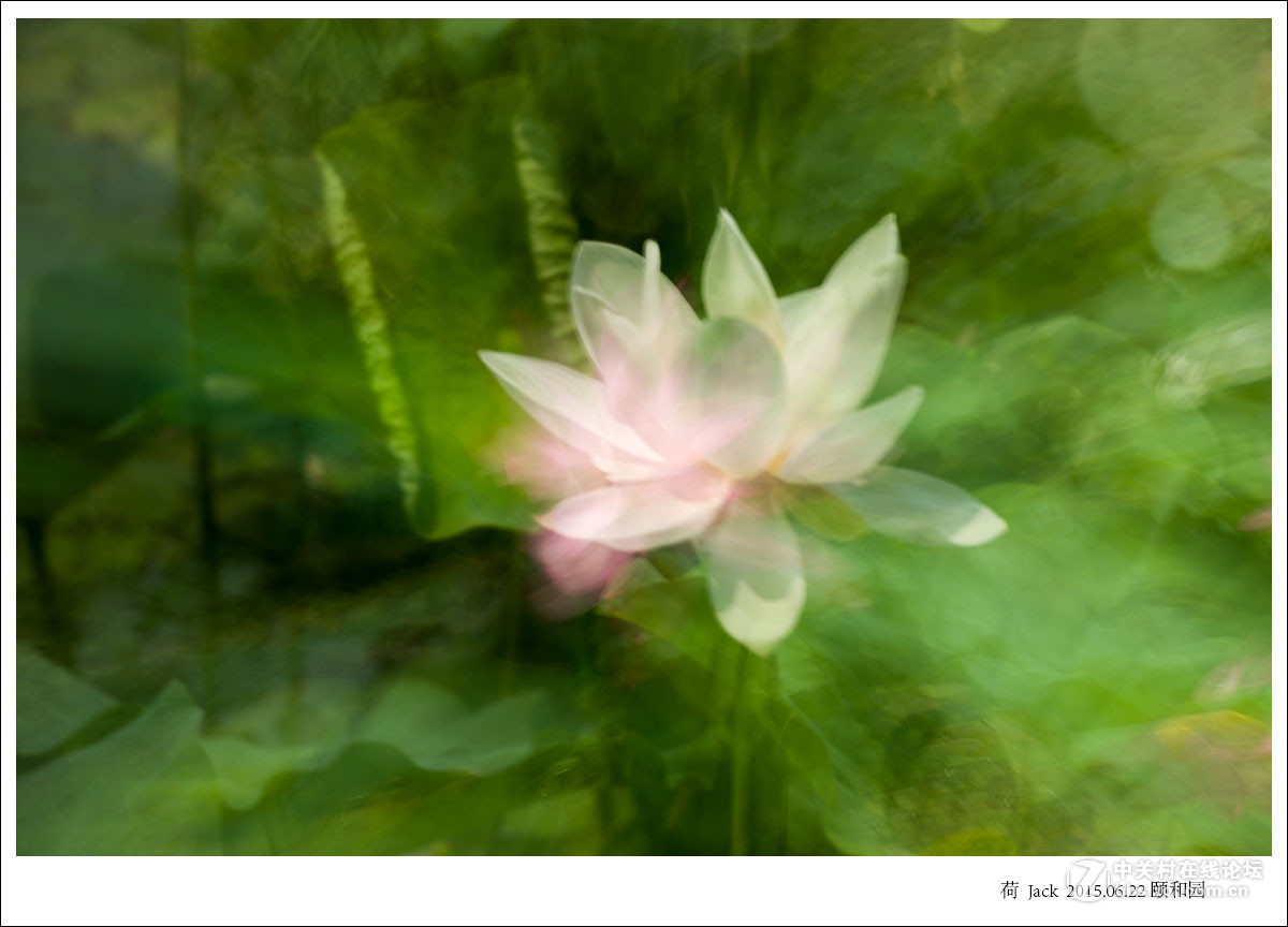 睡莲   荷   荷塘