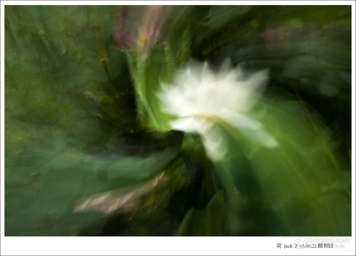 睡莲   荷   荷塘