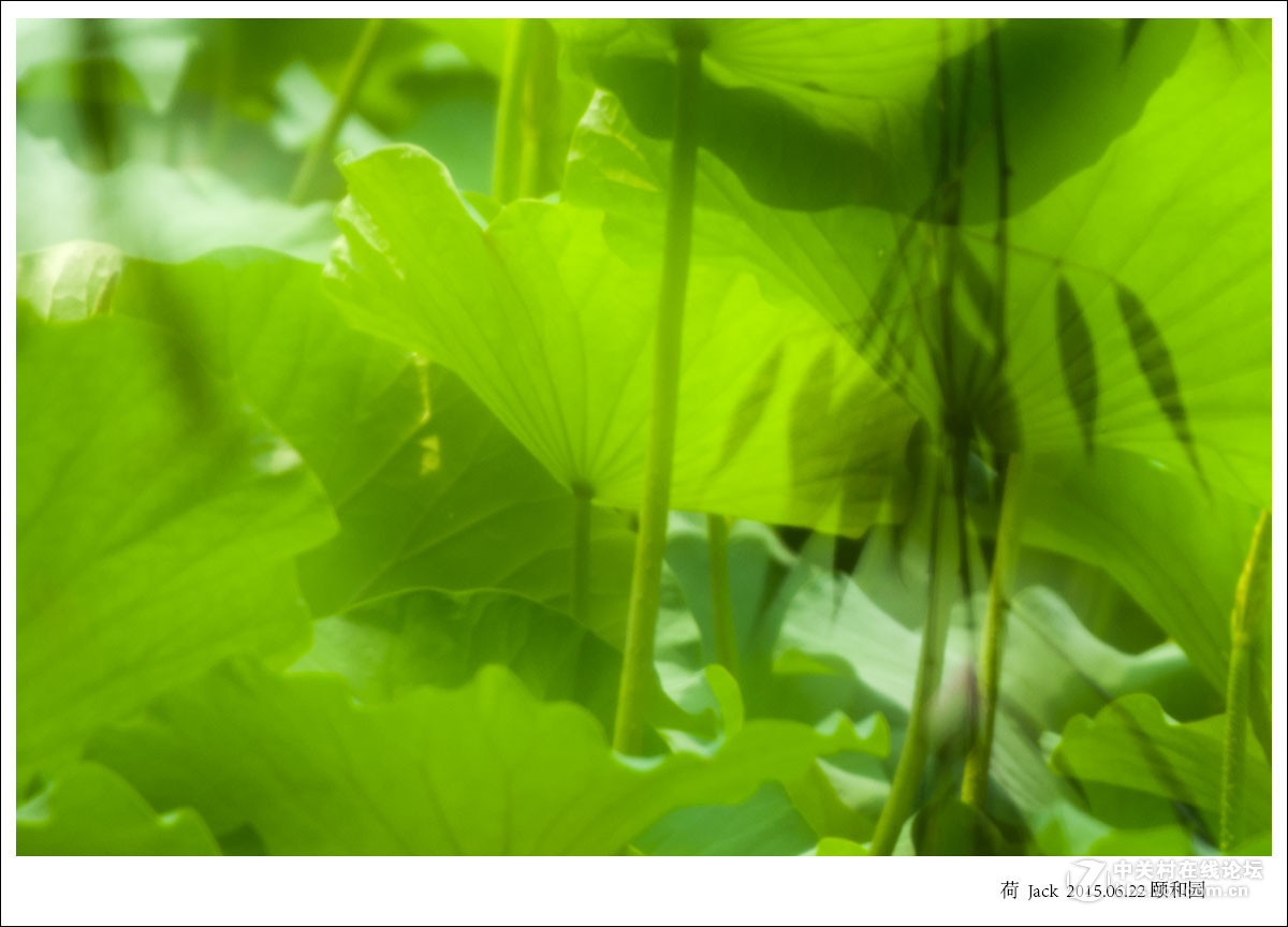 睡莲   荷   荷塘