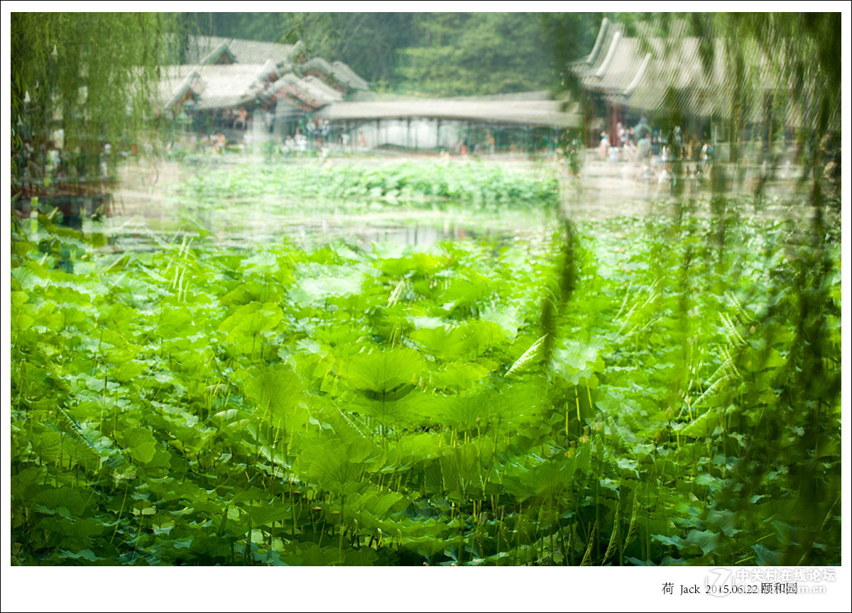 睡莲   荷   荷塘