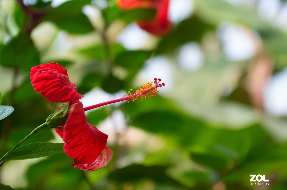 K50+图丽AT-X PRO 28-70 2.8随拍