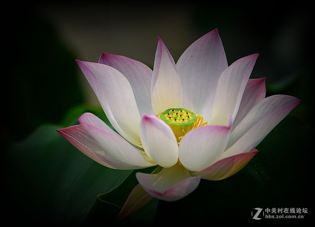 荷花特写《花与蕊》之二