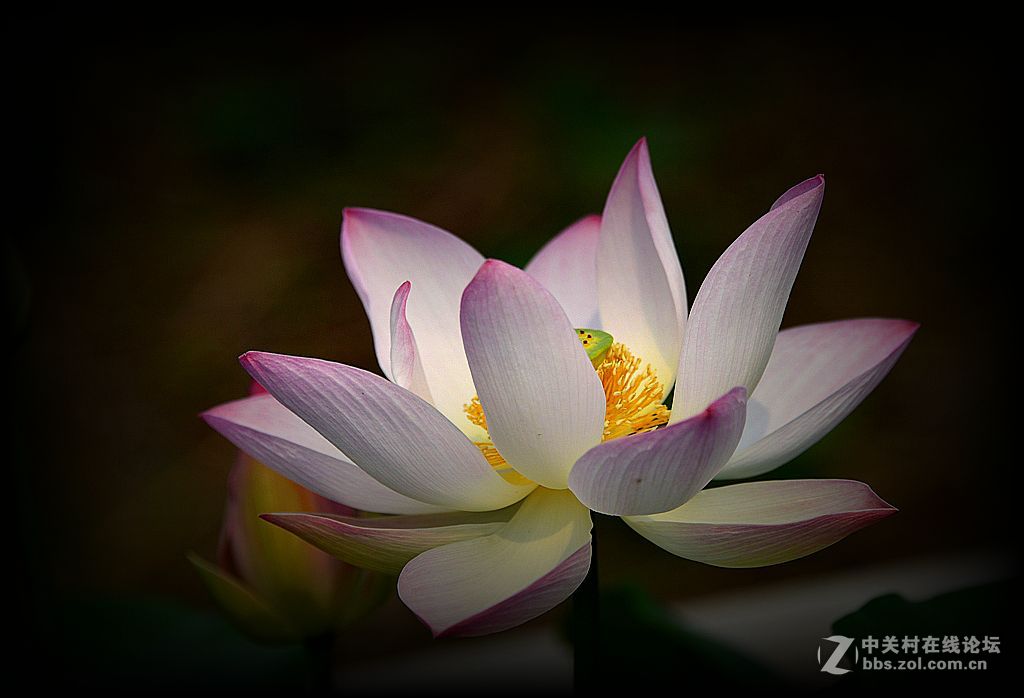 荷花特写《花与蕊》之二