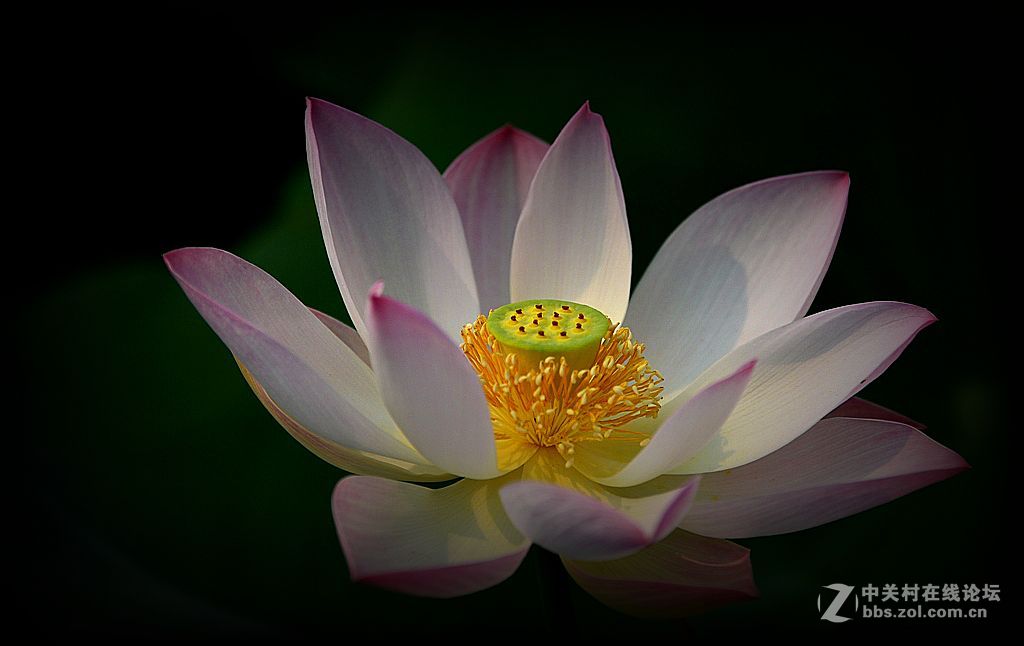 荷花特写《花与蕊》之二