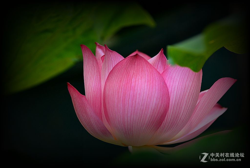 荷花特写《花与蕊》之二