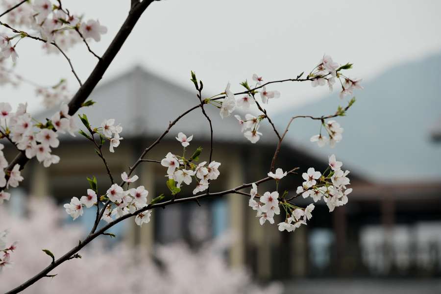 上周休息日，无锡鼋头渚，拈花湾二日游