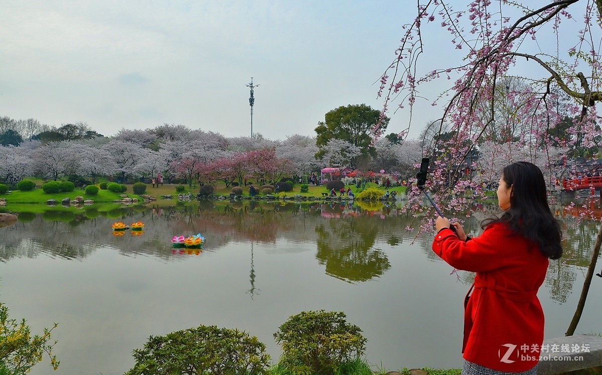 东湖樱花景