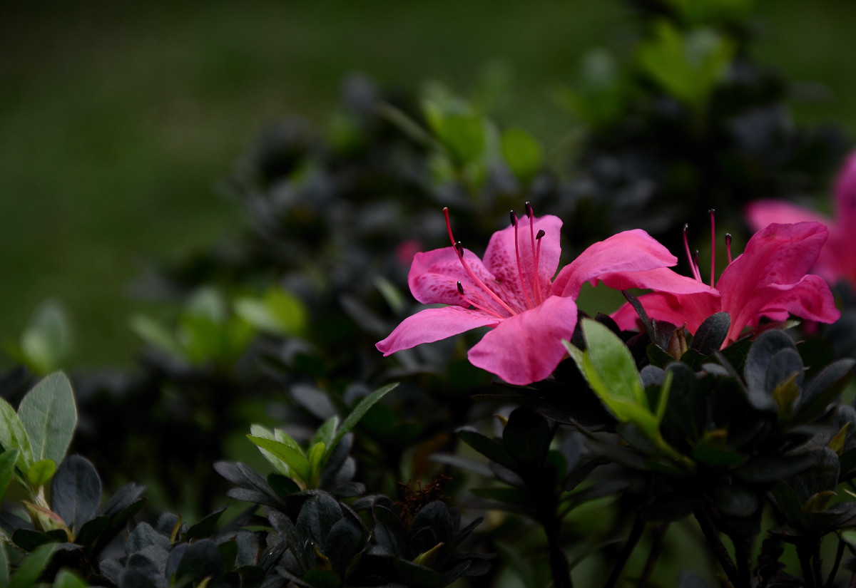 #我镜头下最美的花儿#——争相斗艳的杜鹃花