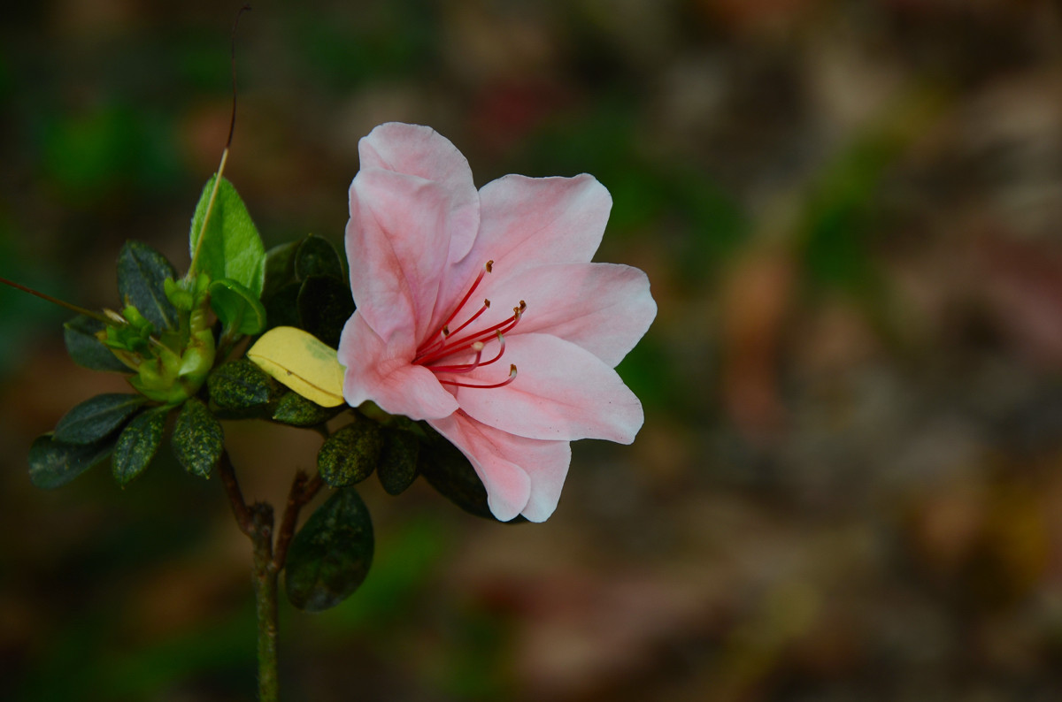 #我镜头下最美的花儿#——争相斗艳的杜鹃花