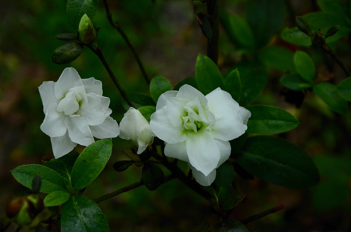 #我镜头下最美的花儿#——争相斗艳的杜鹃花