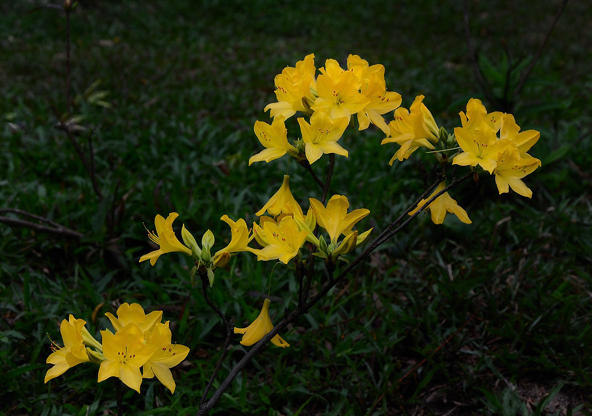 #我镜头下最美的花儿#——争相斗艳的杜鹃花