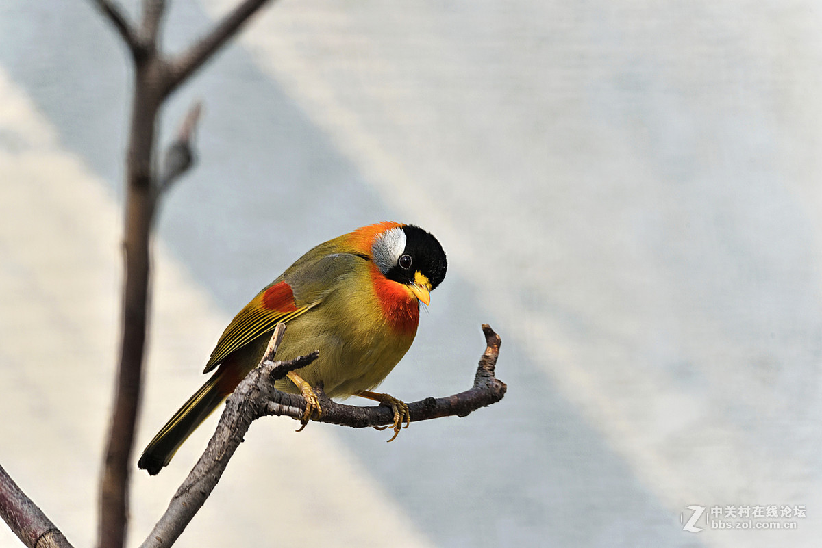 D750+适马APO 150-500mm f/5-6.3 DG OS HSM镜头拍笼中鸟