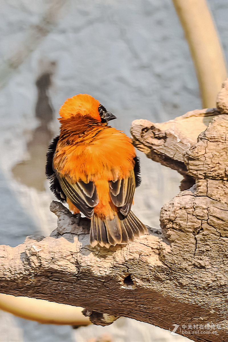 D750+适马APO 150-500mm f/5-6.3 DG OS HSM镜头拍笼中鸟