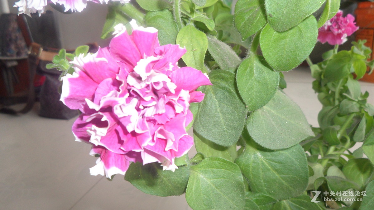 #我镜头下最美的花儿#[花中之王】