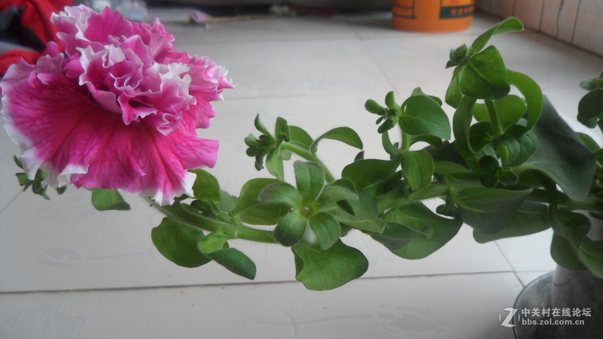 #我镜头下最美的花儿#[花中之王】