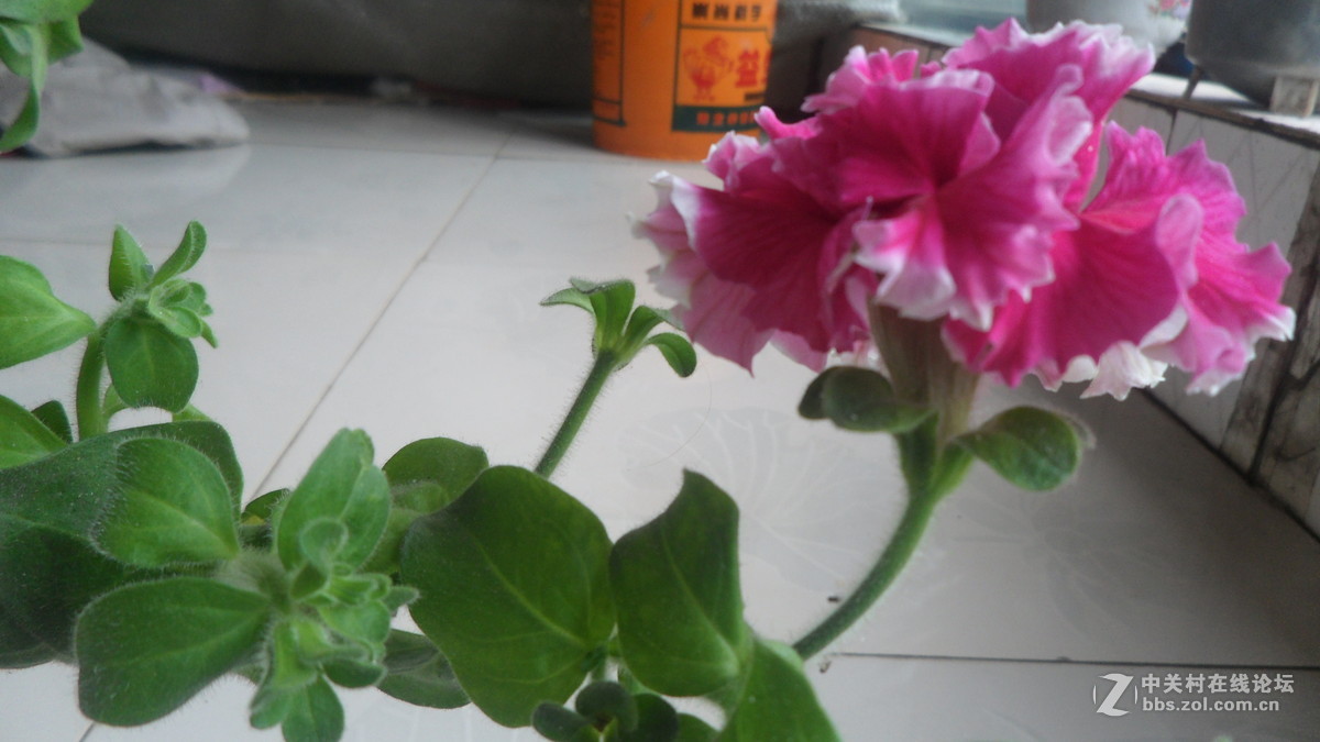 #我镜头下最美的花儿#[花中之王】