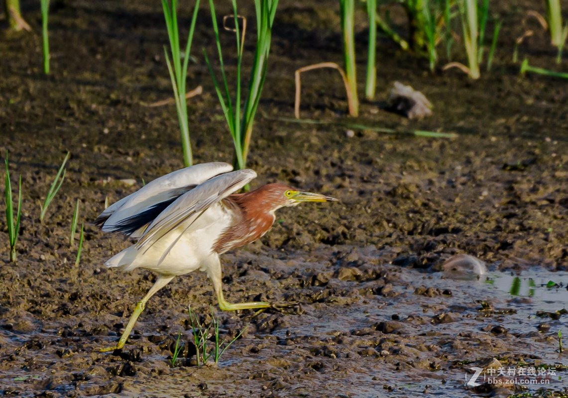 白沙河——池鹭