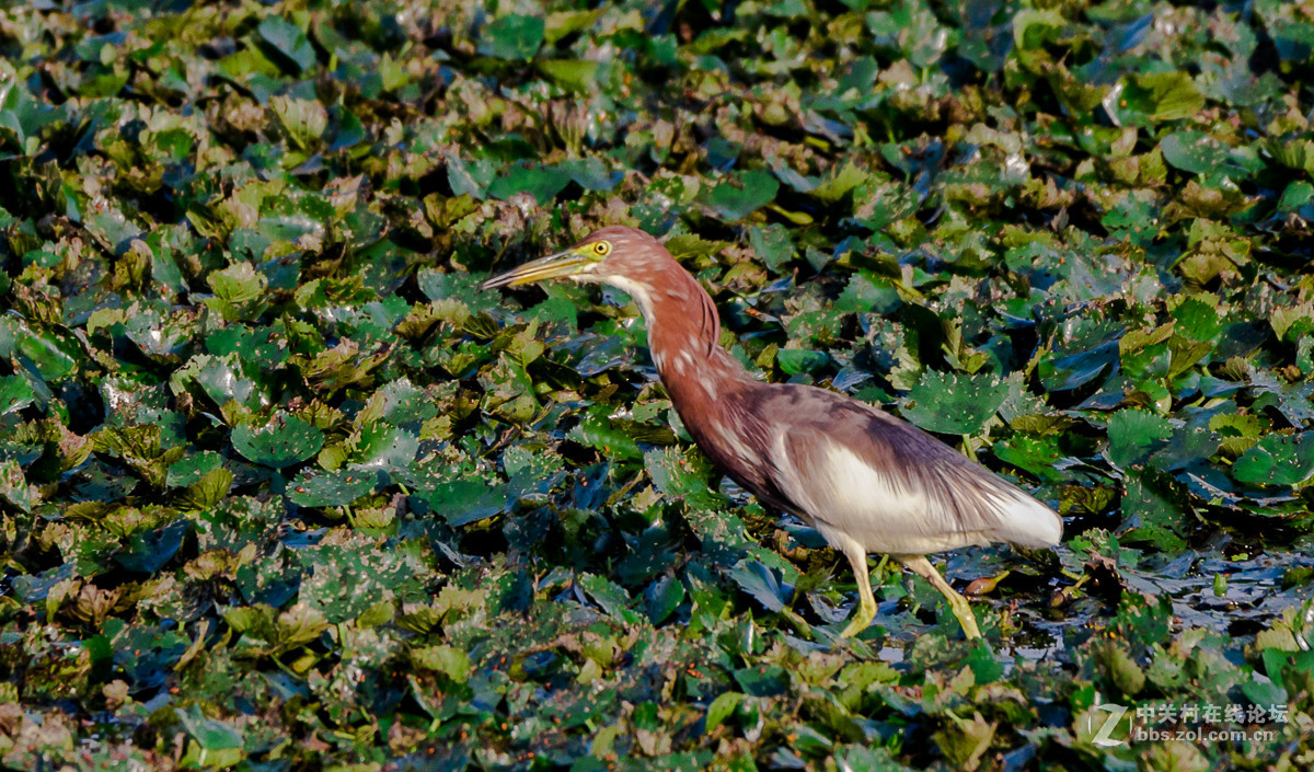 白沙河——池鹭