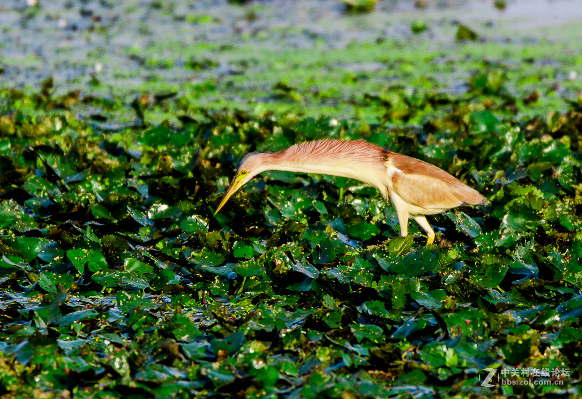白沙河——黄苇鳽