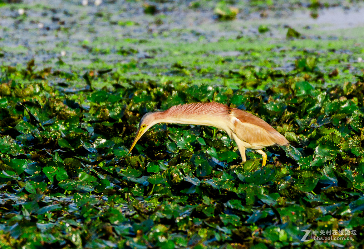 白沙河——黄苇鳽