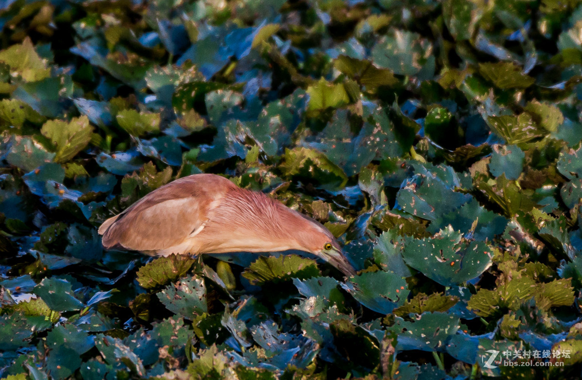 白沙河——黄苇鳽