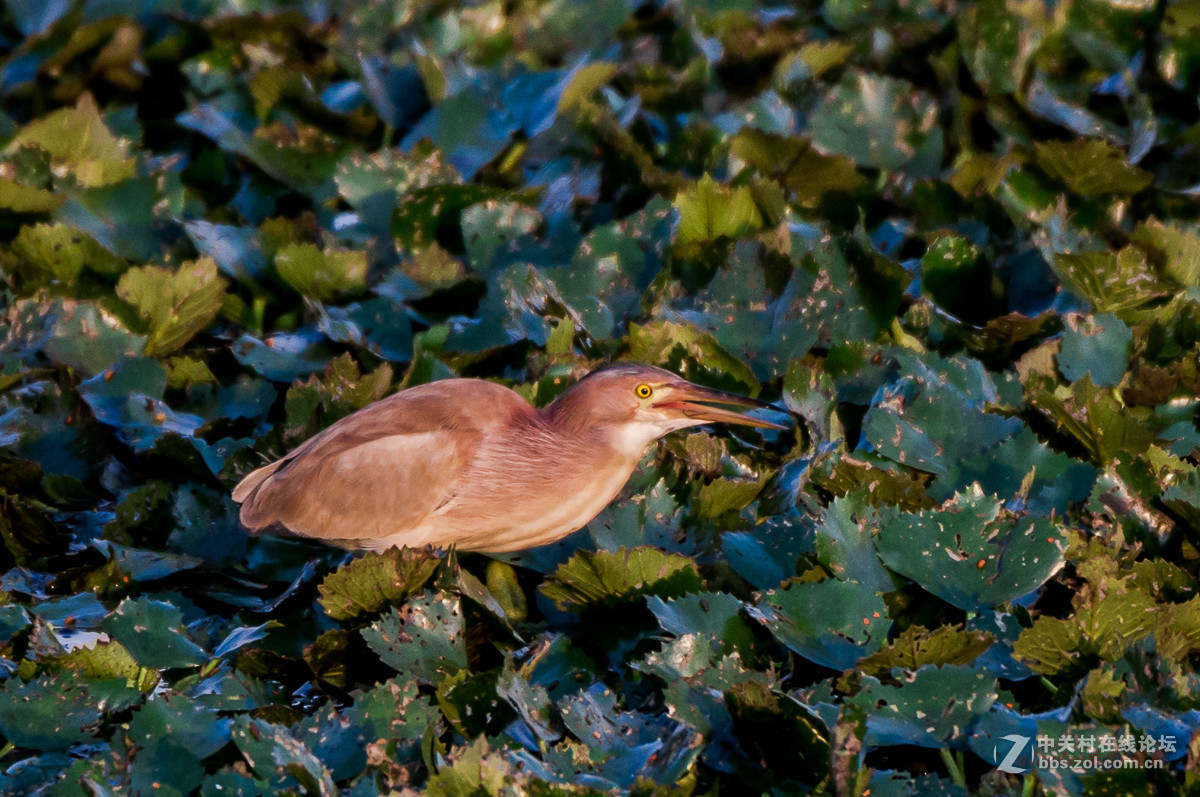 白沙河——黄苇鳽