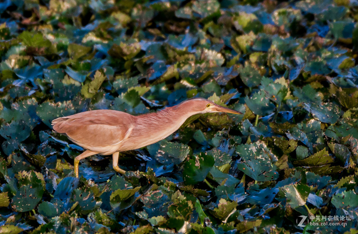 白沙河——黄苇鳽