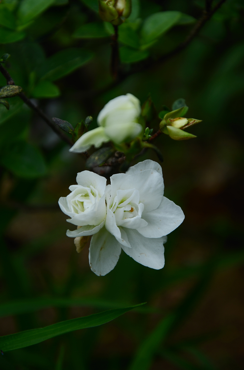 #我镜头下最美的花儿#——争相斗艳的杜鹃花