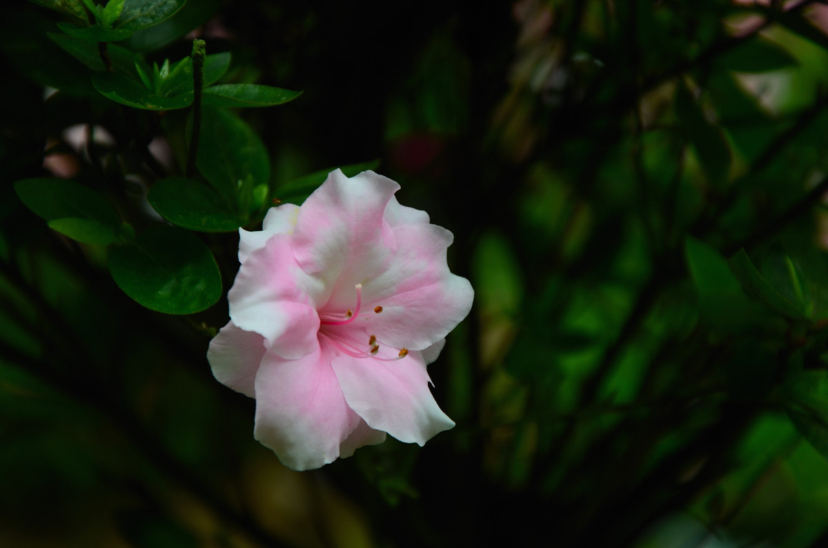 #我镜头下最美的花儿#——争相斗艳的杜鹃花